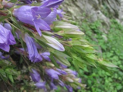 Campanula ossetica
