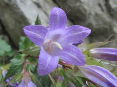 Campanula ossetica