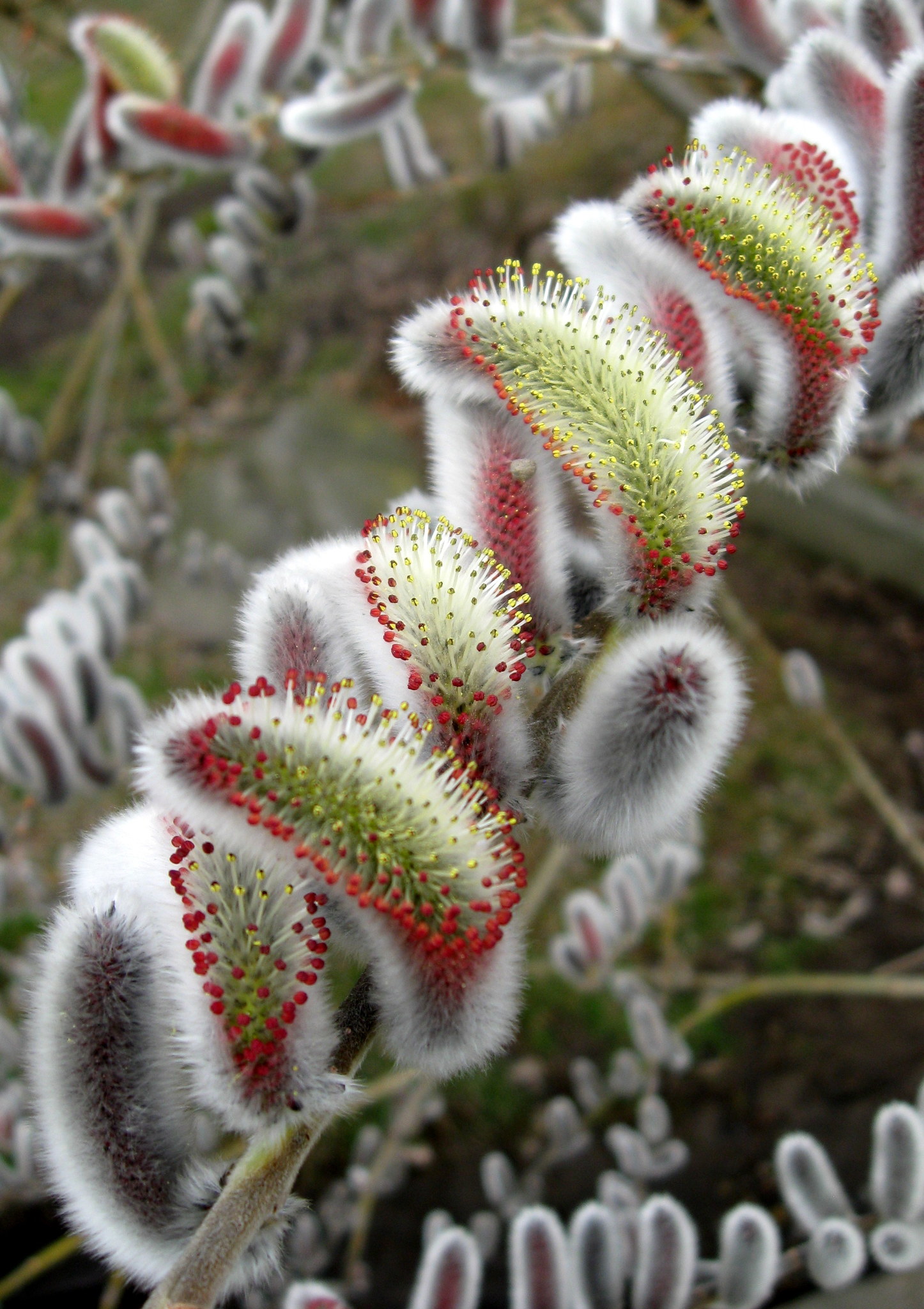 Salix gracilistyla