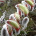 Salix gracilistyla - Photo (c) John,  זכויות יוצרים חלקיות (CC BY-NC)