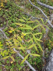 Vicia venosa