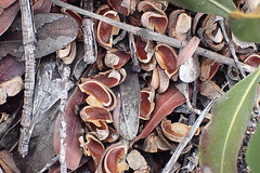 Hyaenanche globosa