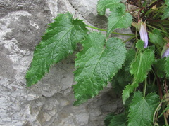 Campanula ossetica