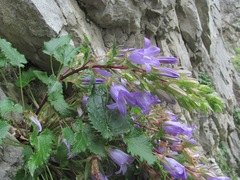 Campanula ossetica