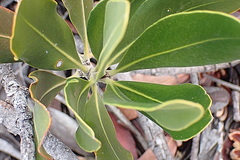 Hyaenanche globosa