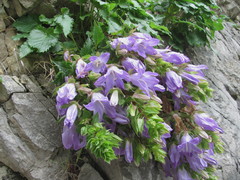 Campanula ossetica