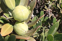 Hyaenanche globosa