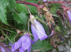 Campanula ossetica