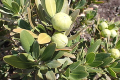 Hyaenanche globosa