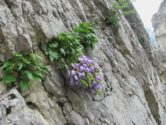 Campanula ossetica