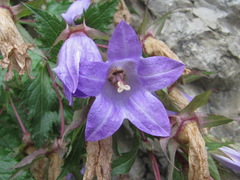 Campanula ossetica