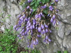 Campanula ossetica