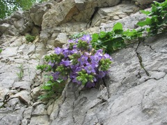 Campanula ossetica