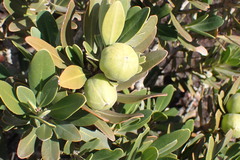 Hyaenanche globosa