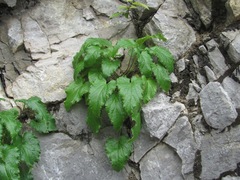Campanula ossetica