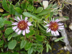Erigeron hungaricus