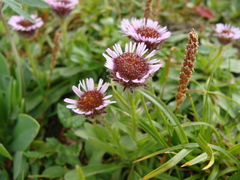 Erigeron hungaricus