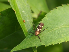 Eretmocera impactella