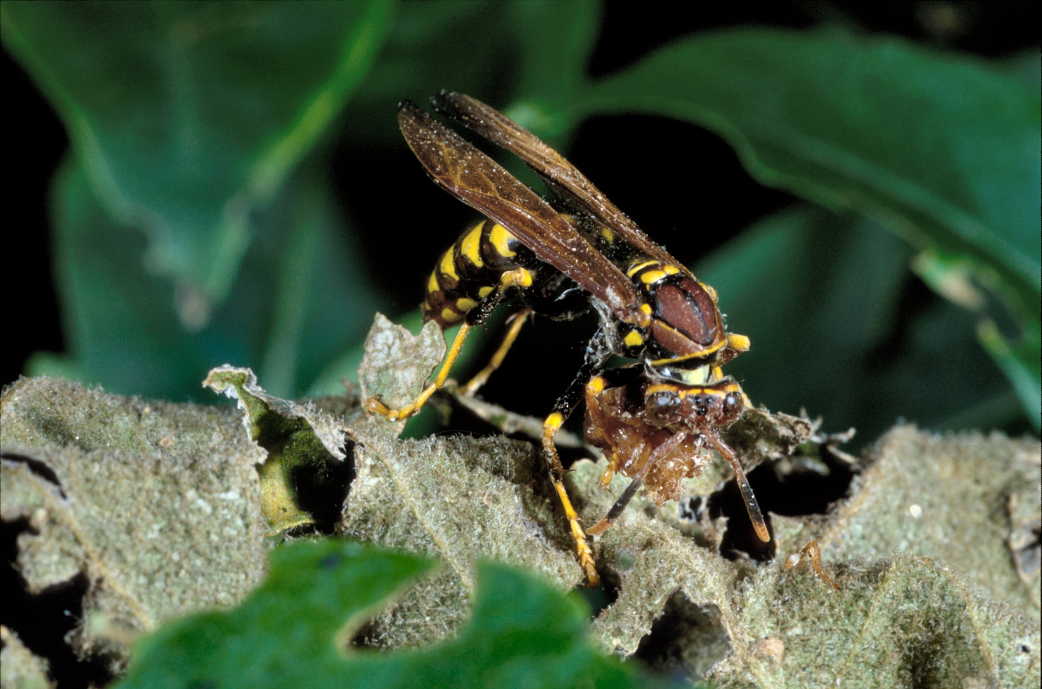 Polistes versicolor image