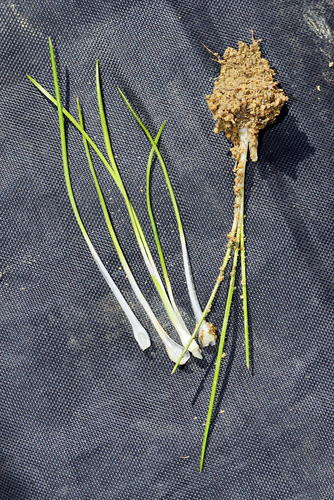Cape Quillwort (Isoetes capensis)