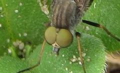 Stenosathe brachycera