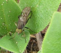 Stenosathe brachycera