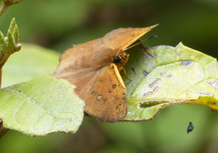 Eagris sabadius