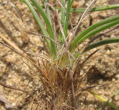 Chlorophytum rangei
