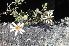 Senecio tortuosus