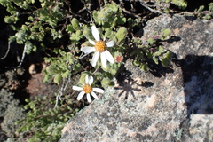 Senecio tortuosus