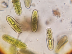 Mesotaeniaceae