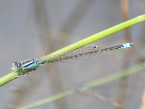 Scarce Blue-tailed Damselfly, 6871 Renkum, Nederland, photo 7 of 10