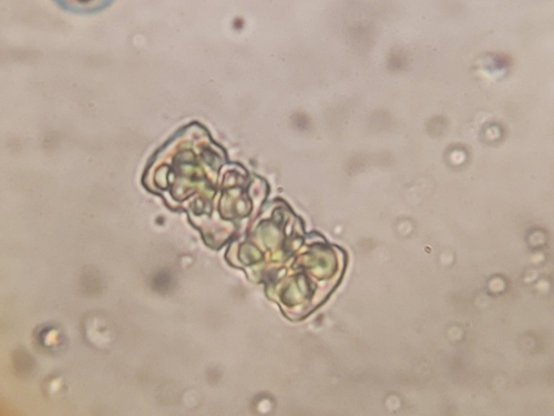 Cosmarium obliquum