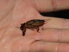 Gryllotalpa africana