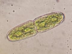 Tetmemorus brebissonii