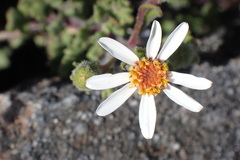 Senecio tortuosus