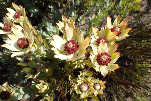 Image of Leucadendron procerum by no rights reserved
