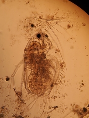 Acantholeberis curvirostris