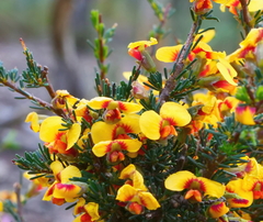 Dillwynia ramosissima