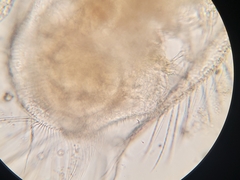 Acantholeberis curvirostris