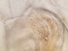 Acantholeberis curvirostris