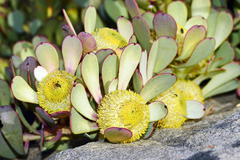 Leucadendron arcuatum
