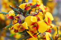 Dillwynia ramosissima