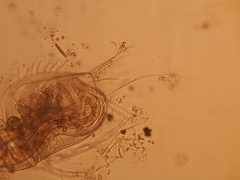 Acantholeberis curvirostris