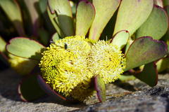 Leucadendron arcuatum