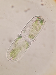 Tetmemorus brebissonii minor