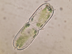 Tetmemorus brebissonii minor