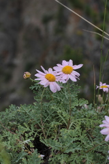 Chrysanthemum sinuatum