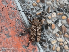 Coptops leucostictica