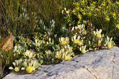 Leucadendron arcuatum
